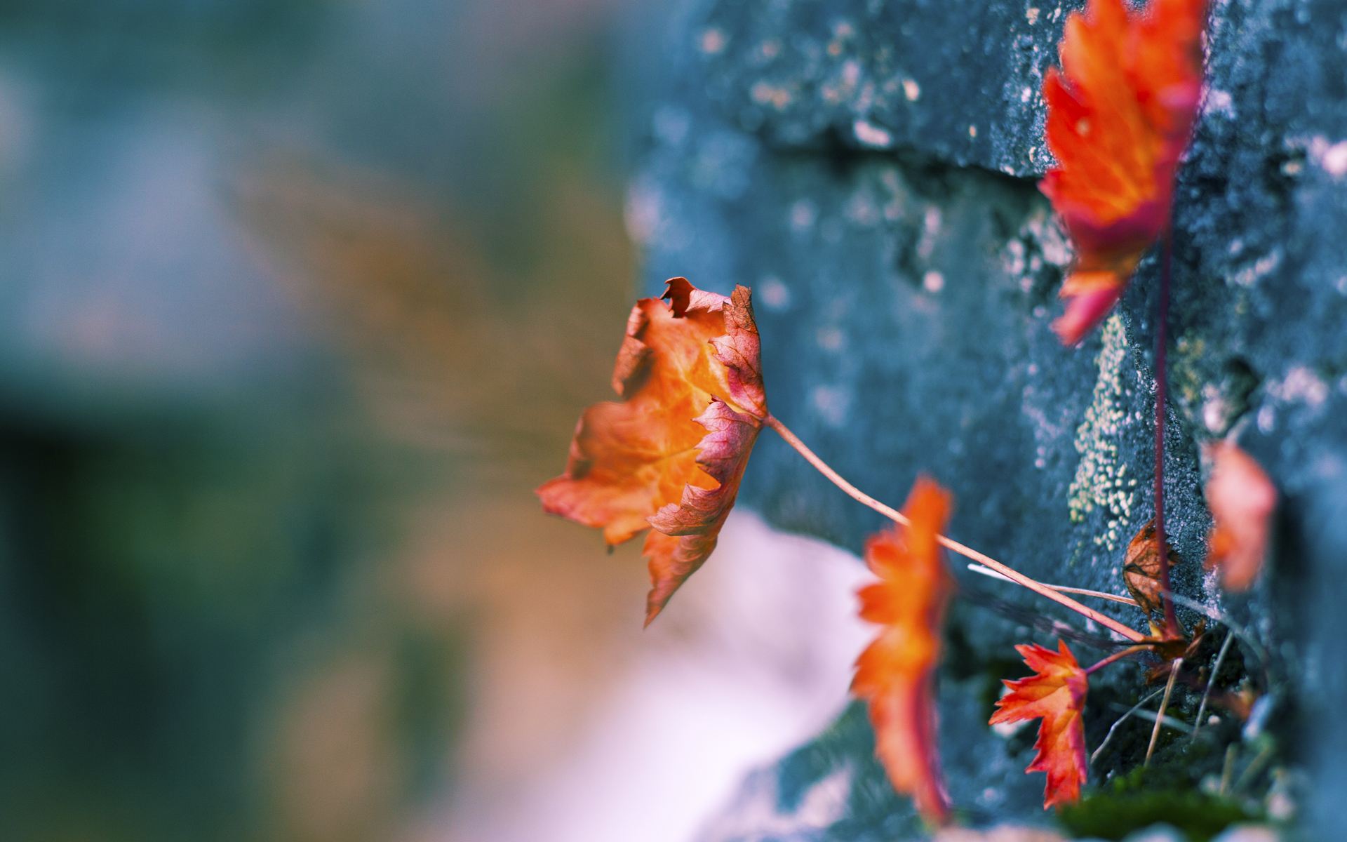 fb体育全站-山东鲁能后卫因累计黄牌停赛,防线薄弱,山东鲁能出场名单