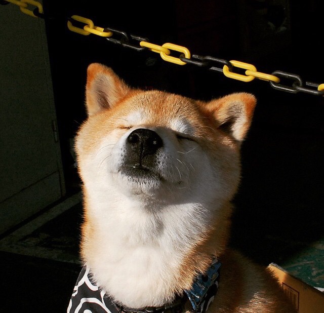 -掘金击退勇士,约基奇大战库里贡献三双表现,nba_约基奇27分掘金力克太阳