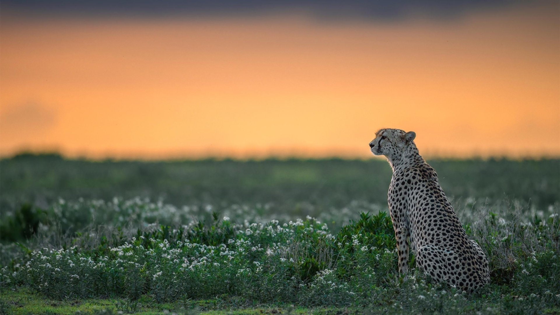 fb体育网址-荷兰女足前锋破门得分,帮助球队晋级!,荷兰女足队员名单