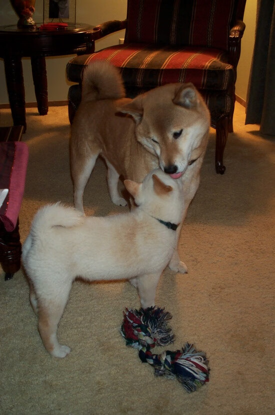 FB体育娱乐-法甲高频对抗场景下身体碰撞数据与犯规判罚概率建模，法甲防守